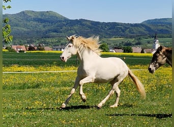 PRE, Stute, 5 Jahre, 162 cm, Perlino