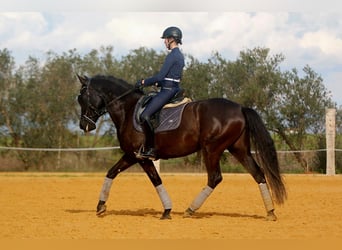 PRE, Stute, 5 Jahre, 162 cm, Rappe