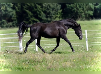 PRE Mix, Stute, 5 Jahre, 162 cm, Rappe