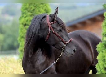 PRE Mix, Stute, 5 Jahre, 162 cm, Rappe
