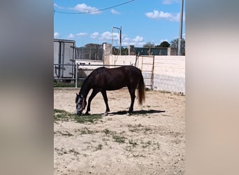 PRE Mix, Stute, 5 Jahre, 162 cm, Rappschimmel