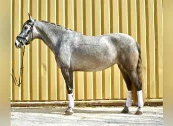 PRE Mix, Stute, 5 Jahre, 162 cm, Schimmel