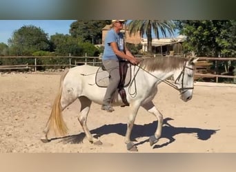 PRE Mix, Stute, 5 Jahre, 162 cm, Schimmel