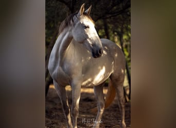 PRE Mix, Stute, 5 Jahre, 162 cm, Schimmel