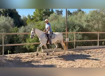 PRE Mix, Stute, 5 Jahre, 162 cm, Schimmel