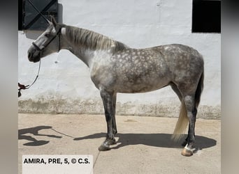 PRE Mix, Stute, 5 Jahre, 163 cm, Apfelschimmel