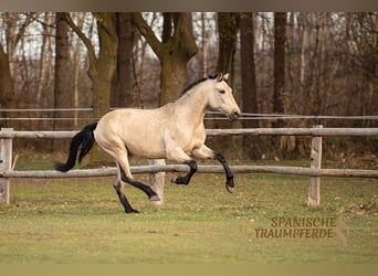 PRE, Stute, 5 Jahre, 164 cm, Falbe