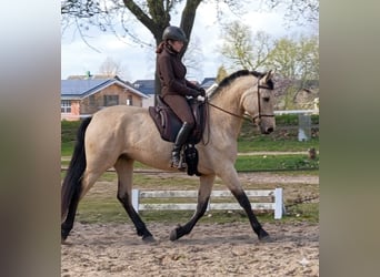 PRE, Stute, 5 Jahre, 164 cm, Falbe