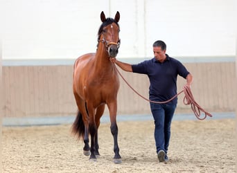 PRE Mix, Stute, 5 Jahre, 165 cm, Brauner