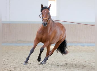 PRE Mix, Stute, 5 Jahre, 165 cm, Brauner