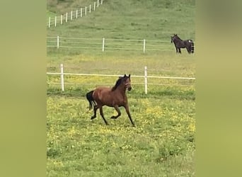 PRE Mix, Stute, 5 Jahre, 165 cm, Brauner