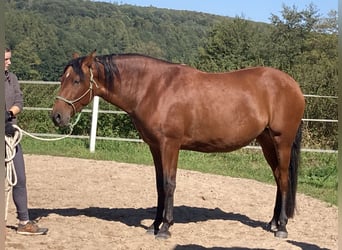 PRE Mix, Stute, 5 Jahre, 165 cm, Brauner