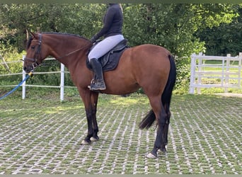 PRE Mix, Stute, 5 Jahre, 165 cm, Brauner