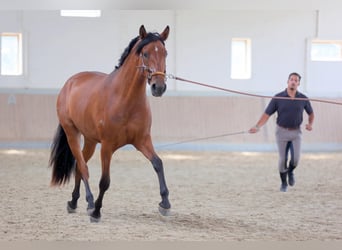 PRE Mix, Stute, 5 Jahre, 165 cm, Brauner