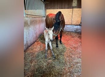 PRE Mix, Stute, 5 Jahre, 165 cm, Brauner