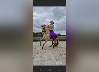 PRE, Stute, 5 Jahre, 165 cm, Champagne