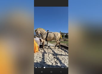 PRE, Stute, 5 Jahre, 165 cm, Champagne