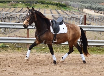 PRE, Stute, 5 Jahre, 165 cm, Falbe