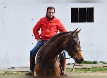 PRE, Stute, 5 Jahre, 165 cm, Falbe