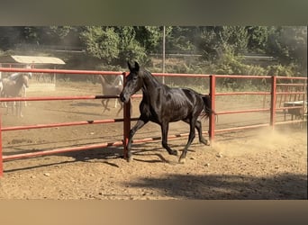 PRE, Stute, 5 Jahre, 165 cm, Rappe