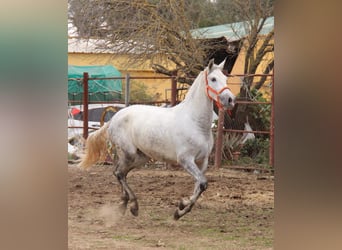 PRE, Stute, 5 Jahre, 165 cm, Schimmel