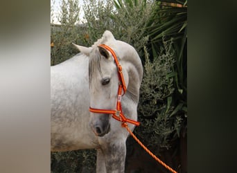 PRE, Stute, 5 Jahre, 165 cm, Schimmel