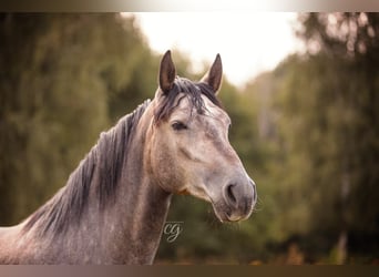 PRE, Stute, 5 Jahre, 165 cm, Schimmel