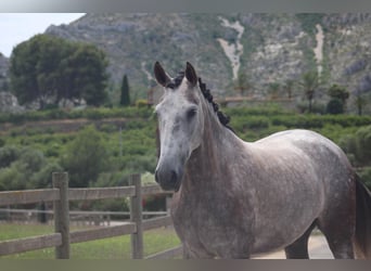 PRE, Stute, 5 Jahre, 165 cm, Schimmel