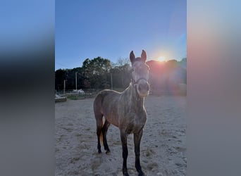 PRE Mix, Stute, 5 Jahre, 165 cm, Schimmel