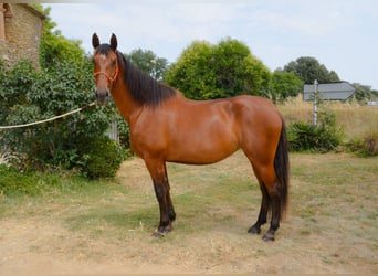 PRE, Stute, 5 Jahre, 166 cm, Brauner