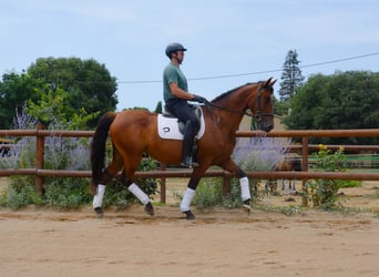 PRE, Stute, 5 Jahre, 166 cm, Brauner