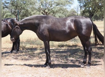 PRE Mix, Stute, 5 Jahre, 167 cm, Rappe