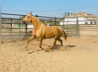 PRE, Stute, 5 Jahre, 168 cm, Palomino