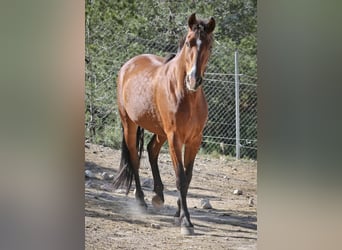 PRE Mix, Stute, 5 Jahre, 168 cm, Rotbrauner