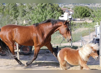 PRE Mix, Stute, 5 Jahre, 168 cm, Rotbrauner