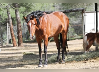 PRE Mix, Stute, 5 Jahre, 168 cm, Rotbrauner