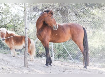 PRE Mix, Stute, 5 Jahre, 168 cm, Rotbrauner