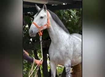 PRE Mix, Stute, 5 Jahre, 168 cm, Schimmel