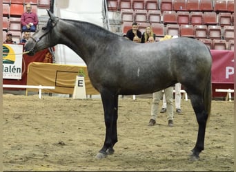 PRE Mix, Stute, 5 Jahre, 168 cm, Schimmel