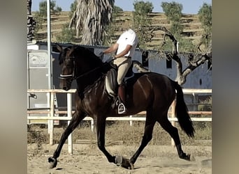 PRE, Stute, 5 Jahre, 169 cm, Rappe