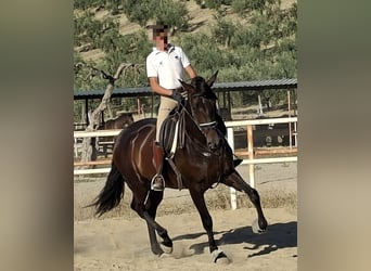 PRE, Stute, 5 Jahre, 169 cm, Rappe