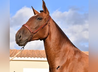 PRE, Stute, 5 Jahre, 170 cm, Brauner