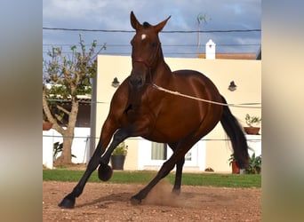 PRE, Stute, 5 Jahre, 170 cm, Brauner