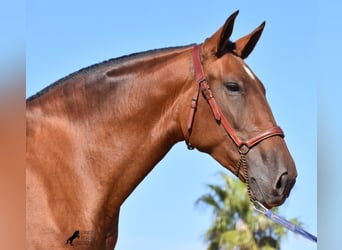 PRE, Stute, 5 Jahre, 170 cm, Brauner