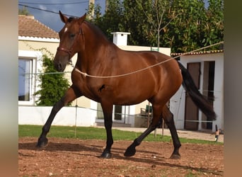 PRE, Stute, 5 Jahre, 170 cm, Brauner