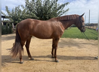 PRE Mix, Stute, 5 Jahre, 170 cm, Fuchs