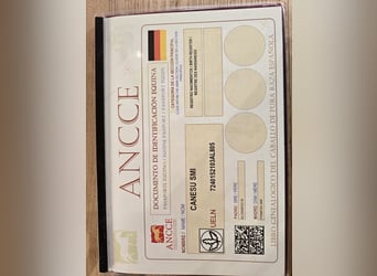 PRE, Stute, 5 Jahre, 172 cm, Brauner