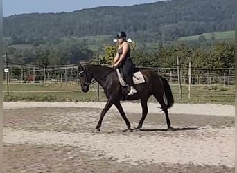 PRE, Stute, 5 Jahre, 173 cm, Rotbrauner