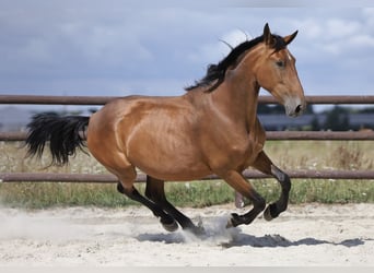 PRE Mix, Stute, 5 Jahre, 174 cm, Brauner