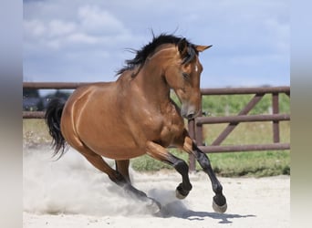 PRE Mix, Stute, 5 Jahre, 174 cm, Brauner